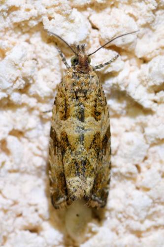 Celypha cespitana